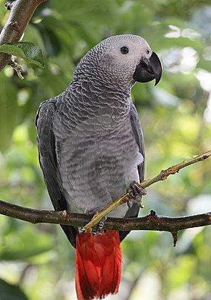 Hur länge lever papegojan i fångenskap?