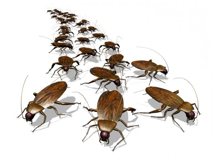 Tillförlitliga lösningar för kackerlackor med borsyra