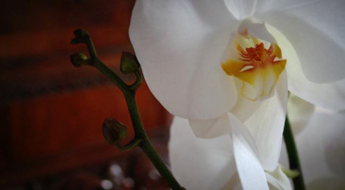 Exotisk syn: vad orkidén drömmer om