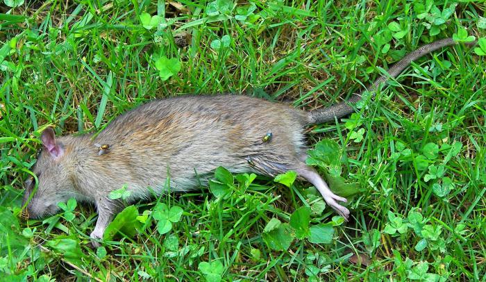 Vad drömmer en död råtta om: sömnens mening