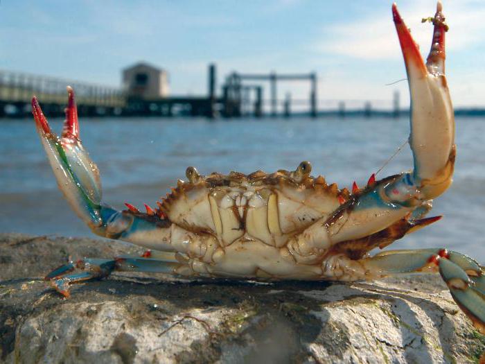 Varför dricker krabbor? Att resa till havet eller andra evenemang?