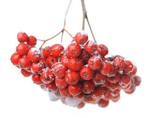 I sjukdomar kommer det att hjälpa röda ashberry: användbara egenskaper och kontraindikationer
